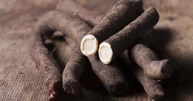 Skorzonera - Jak przygotować czarny korzeń o smaku szparagów?