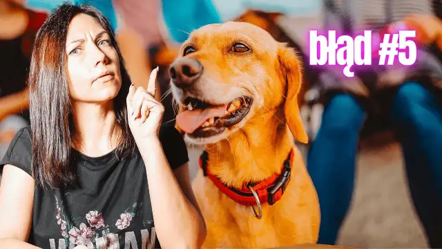 Jak wytresować dorosłego psa i uniknąć najczęstszych błędów