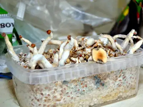 Jak hodować grzyby halucynogenne w domu i unikać konsekwencji prawnych