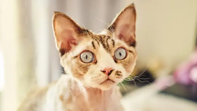 Devon Rex kocięta - jak je wychować i gdzie je znaleźć?