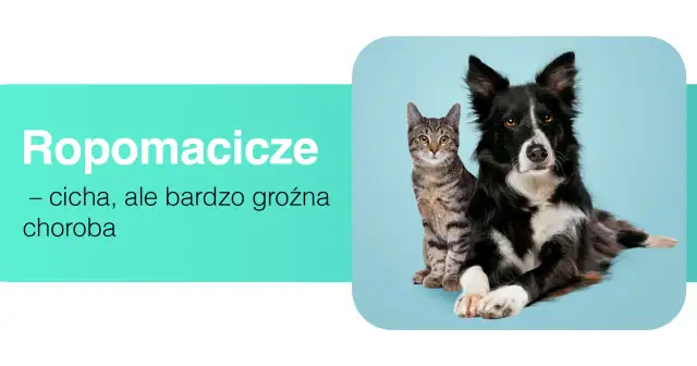 Ropomacicze u kotki to cicha, ale groźna choroba. Obok siedzi pies.