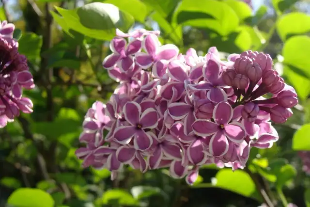 Bez lilak: Kiedy kwitnie i jak sprawić, by obsypał się kwiatami?