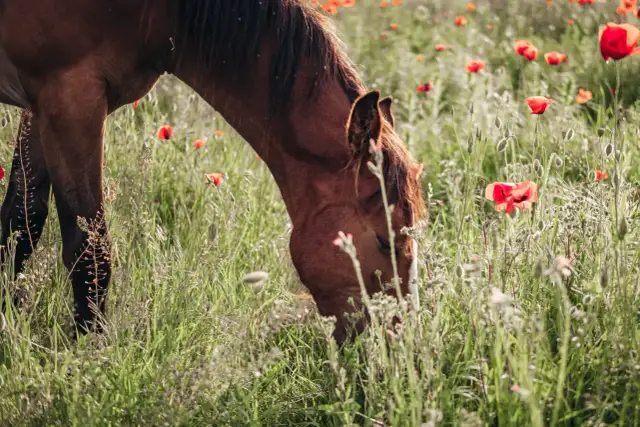 Brązowy koń pasący się na łące pełnej czerwonych maków.