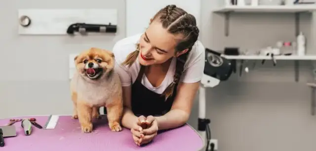 Ile kosztuje fryzjer dla psa? Sprawdź ceny i uniknij niespodzianek