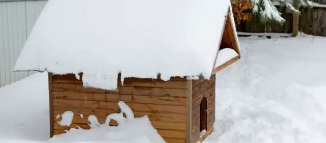 Czym wyścielić budę dla psa, aby zapewnić mu ciepło i komfort