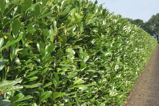 Laurowiśnia: Jaka gleba? Poznaj sekret zdrowego krzewu!