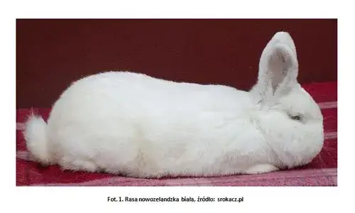 Czy królik to drób? Zaskakujące fakty o klasyfikacji mięsa