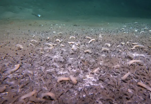 Co żyje w Bałtyku? Odkryj fascynujące gatunki i ich ekosystem