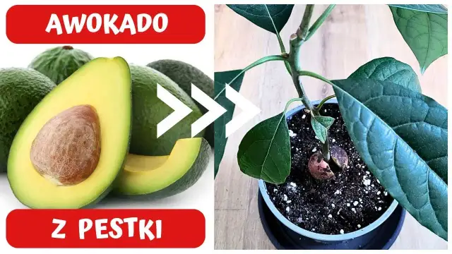 Awokado z pestki kwitnie? Realne szanse i kluczowe warunki