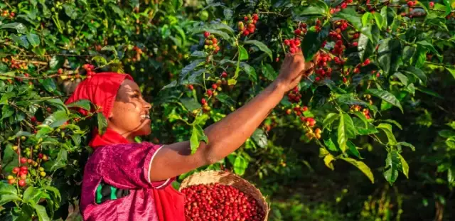 Afrykańskie uprawy: Co rośnie na kontynencie? Odkryj sekrety!