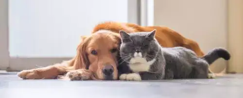 Czy psy mogą jeść karmę dla kotów? Sprawdź, jak to wpływa na zdrowie