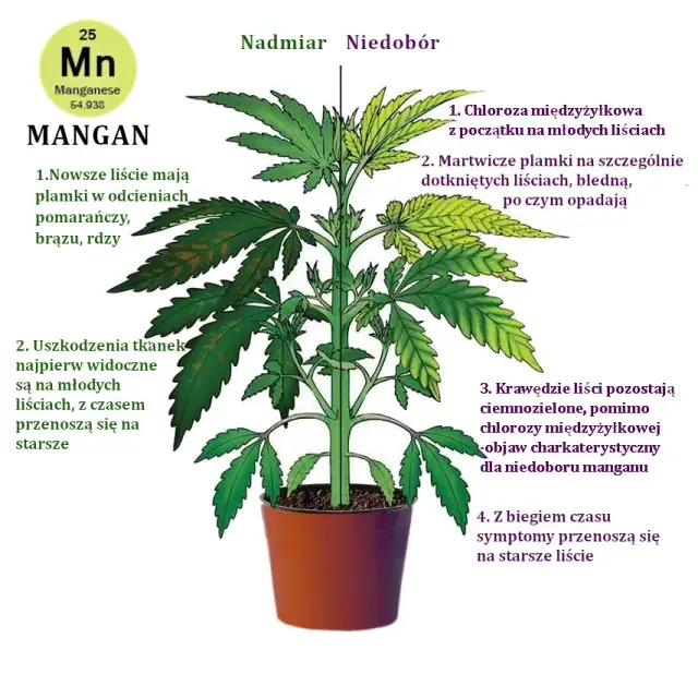 Objawy niedoboru manganu: Czy Twój organizm wysyła sygnały?