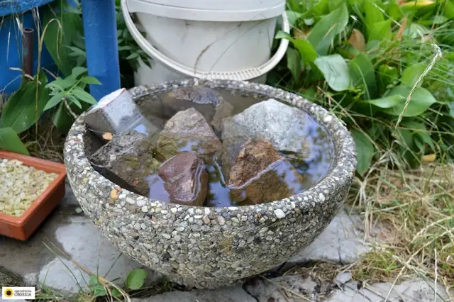 Poidło dla ptaków DIY: 5 pomysłów. Zbuduj je łatwo i pomóż!