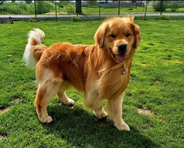 Golden retriever bez rodowodu: Pozorna oszczędność czy pułapka?