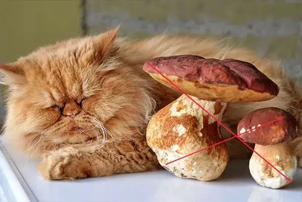 Czy koty mogą jeść grzyby? Poznaj niebezpieczeństwa dla zdrowia kota