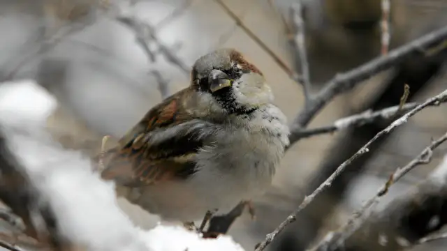 Wróble zimą: Zostają! Jak pomóc im przetrwać mrozy w Polsce?