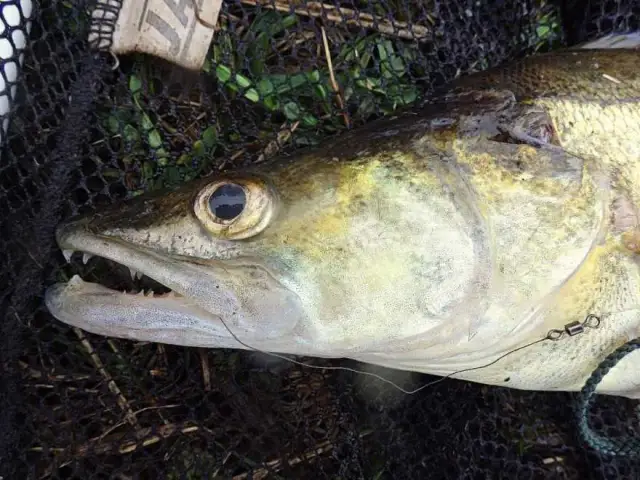 Kiedy na sandacza z gruntu? Odkryj najlepsze pory na łowienie