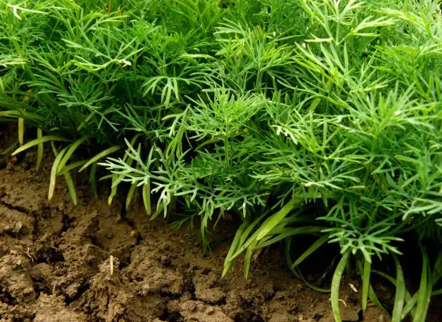 Kiedy siać koper ogrodowy? Sekrety obfitych zbiorów przez cały sezon.