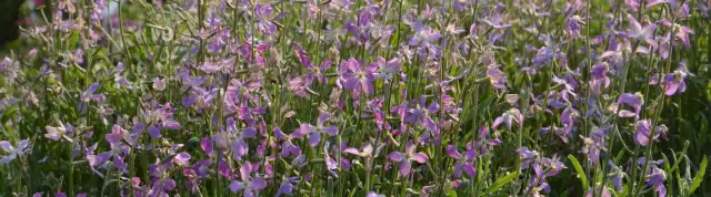 Najlepszy czas na siew maciejki – uniknij błędów w ogrodzie