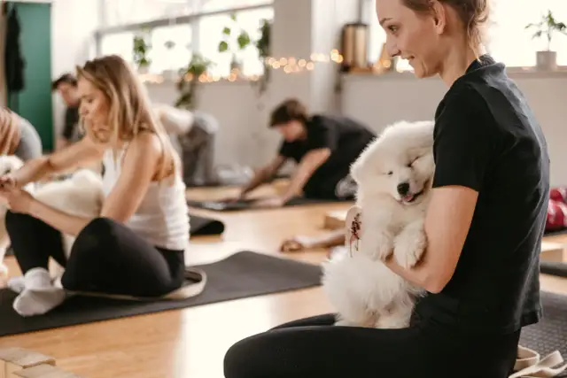 Joga ze szczeniakami gdzie – najlepsze miejsca na relaks z psami