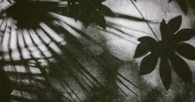  Liście leszczyny - właściwości i zastosowanie. Prosta receptura na herbatkę