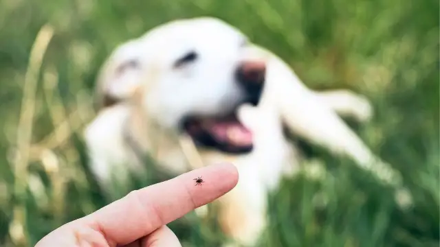 Ochrona psa przed kleszczami: wybierz najlepszą metodę [Przewodnik]