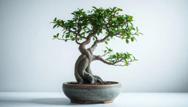 Jak przycinać fikusa, aby uniknąć błędów i wspierać jego wzrost