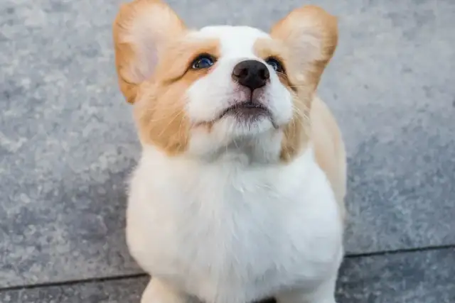 Uroczy szczeniak corgi z wielkimi uszami patrzy w górę z nadzieją. Do kiedy będzie tak słodki?