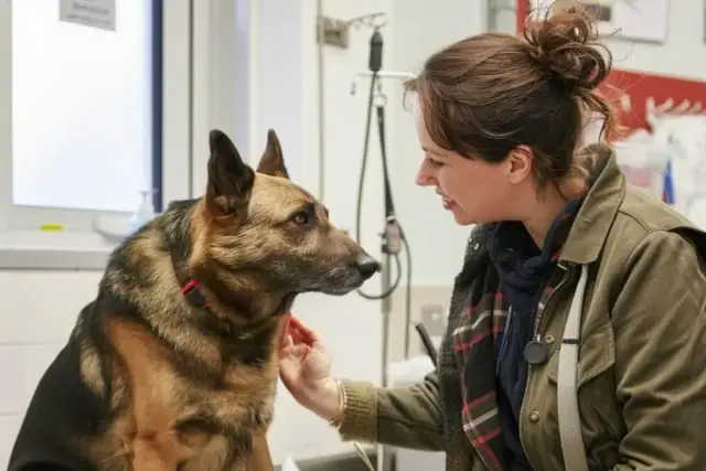 Uśmiechnięta kobieta głaszcze owczarka niemieckiego. Piesek wygląda na spokojnego, a kobieta na weterynarza.