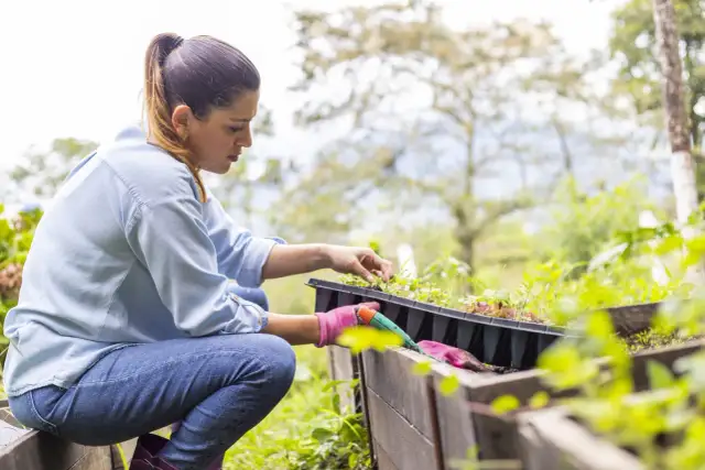 Kobieta w różowych rękawiczkach sadzi młode rośliny w paletce.