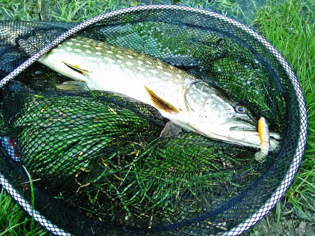 Plecionka na szczupaka: Jak wybrać idealną i łowić więcej?