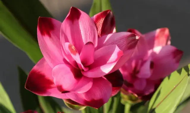 Jak kwitnie kurkuma? Odkryj sekrety jej pięknych kwiatów