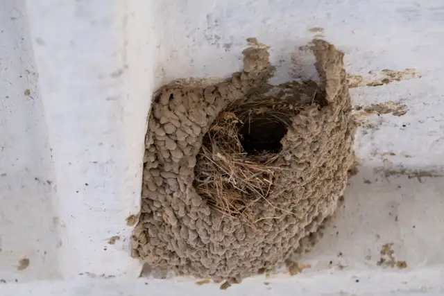 Jak usunąć gniazdo kawek z komina bez łamania prawa i stresu