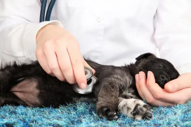 Co weterynarz robi z uśpionym psem? Ważne informacje dla właścicieli