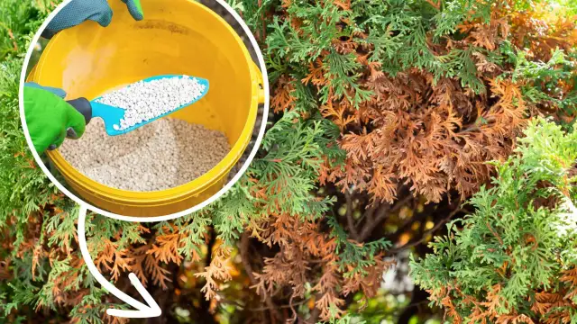 Ile nawozu sypać pod tuje, aby uniknąć ich usychania?