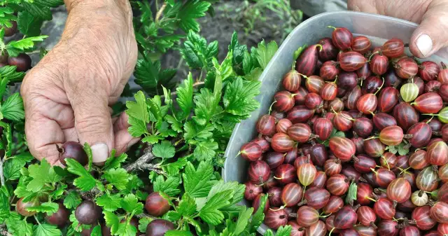 Kiedy jest sezon na agrest? Sprawdź, kiedy go zbierać i gdzie kupić