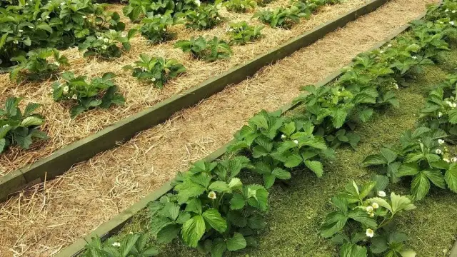 Mulczowanie terenu co to znaczy i jak wpływa na jakość gleby