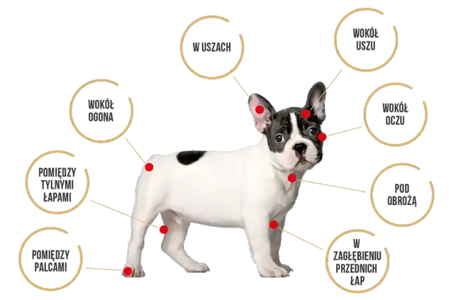 Jak założyć obrożę Sabunol bez błędów - krok po kroku dla psa