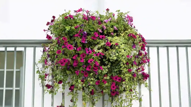 Jakie kwiaty do kwietnika: wybierz idealne rośliny na każdą porę roku