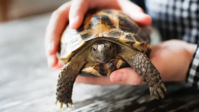 Jaki żółw do domu? Przewodnik: gatunki, koszty, opieka na lata