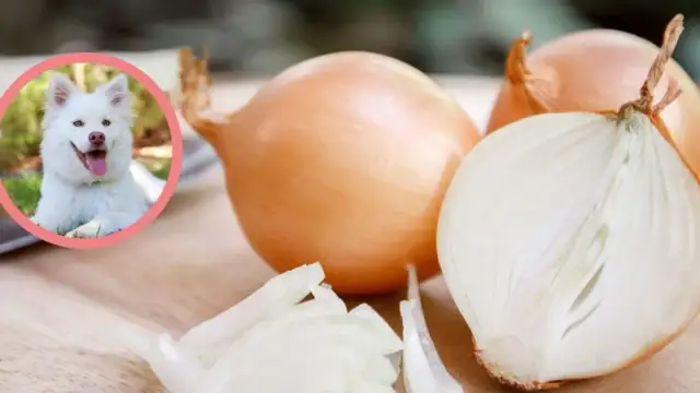 Czy pies może jeść cebulę? Dowiedz się, jak uniknąć zatrucia