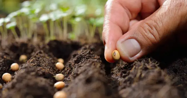 Kiedy siać warzywa na rozsady, aby uniknąć błędów i zyskać plony