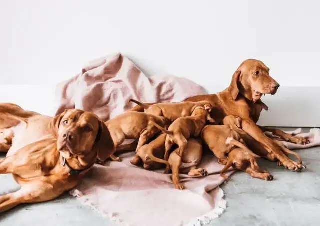 Jak zachowuje się suka przed porodem? Oto niepokojące objawy, które musisz znać