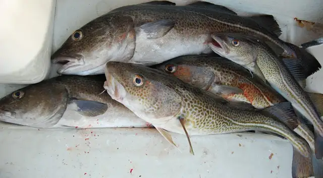 Czy można łowić dorsza w Bałtyku? Sprawdź ważne przepisy i limity