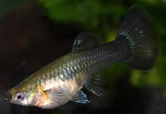 Jak rozmnażają się gupiki? Poznaj sekrety ich rozmnażania w akwarium