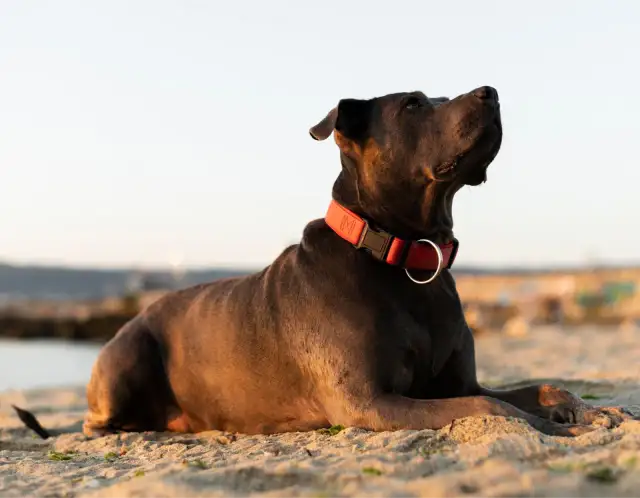 Jaką obrożę dla cane corso wybrać, aby zapewnić bezpieczeństwo?