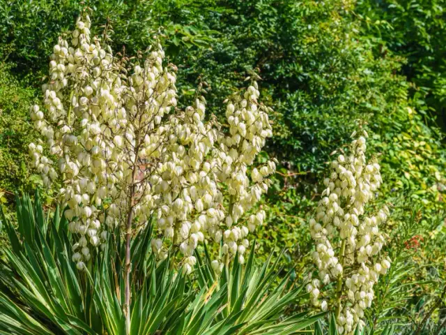 Jak przesadzać jukę ogrodową, aby uniknąć najczęstszych błędów?