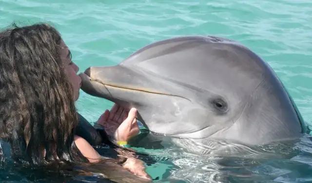 Pływanie z delfinami w Polsce? Alternatywy i etyka Borys Sawicki