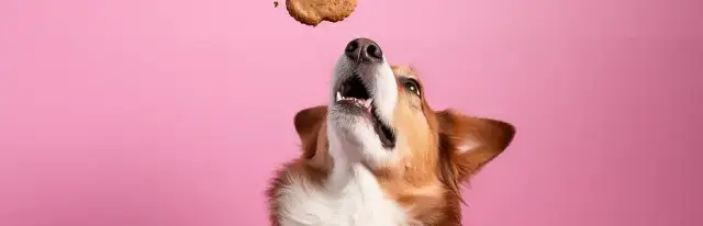 Mięso mielone dla psa: surowe czy gotowane? Bezpieczny poradnik