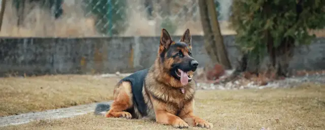 Ile powinna ważyć suka owczarka niemieckiego, aby uniknąć problemów zdrowotnych?